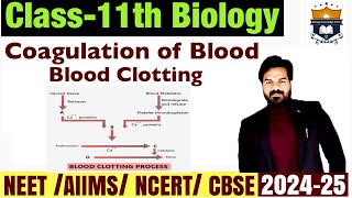 Coagulation of Blood  Blood Clotting  Body Fluids And circulation class 11 Biology NEET [upl. by Retsevlis]