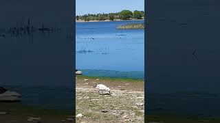 Snow goose at Willow Lake Prescott AZ animals [upl. by Badr649]