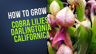 How to Cultivate Darlingtonia California Cobra Lily Carnivorous Plant Grow Guide [upl. by Samale]