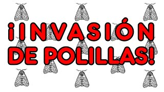 ¡Invasión de polillas explicación [upl. by Vashti]