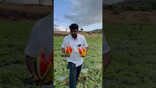 Watermelon Harvested 🍉👑💥 farming trending watermeloncultivation agriculture fruit farmer [upl. by Buseck]