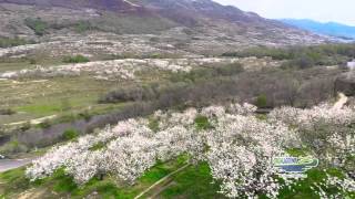 Discovering Jerte Valley Extremadura and its Cherry Blossoms [upl. by Hun16]