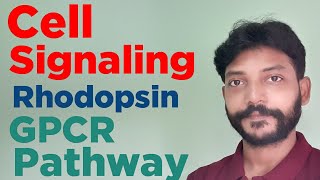 Cell signaling GPCR pathway quot Activation of Rhodopsin in Rod cellsquot Role of cGMP PDE [upl. by Onitsirc]