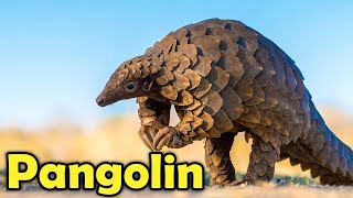 9 Fun Facts About Pangolins That Will Make You Love Them [upl. by Ender]