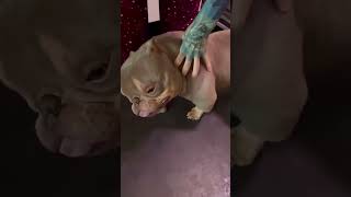 Craziest Exotic American Bully Ever 🔥 shorts dog [upl. by Aram]