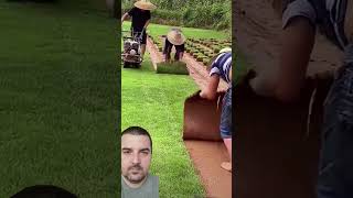 Cutting and storing lawn grass for later replanting [upl. by Yunfei]