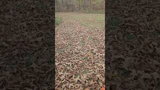 Fall clean up mowing hardwork lawncare outdoors [upl. by Everest]