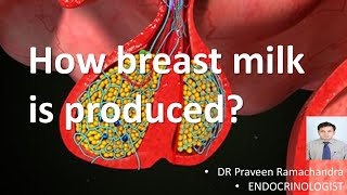 How to breast milk is produced [upl. by Devi]