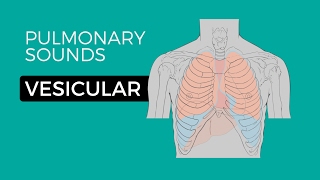 01  Normal Lung Sounds  Vesicular breath sounds [upl. by Eserehc]