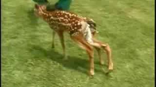 6Legged Deer Attacked By Dog [upl. by Eimrej]