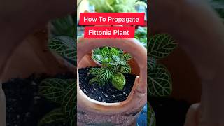 How To Propagate Fittonia Plant  fittonia plants fittoniaplant propagation gardening [upl. by Syah]