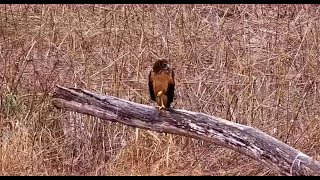 Mississippi River Flyway Wisconsin Exploreorg  bielik amerykański amp błotniak łakowy 2024 11 18 [upl. by Yrebmik]