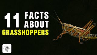 11 Surprising Facts about Grasshoppers [upl. by Gladys]