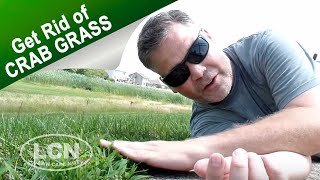 How To Get Rid of Crab Grass In The Lawn [upl. by Coraline947]