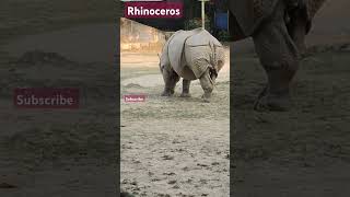 rhinoceros rhinocerosfacts animallover wildanimals zoo animalvlog [upl. by Newnorb]