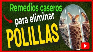 🔴 Cómo ELIMINAR las POLILLAS de la MADERA con remedios caseros [upl. by Bilak]