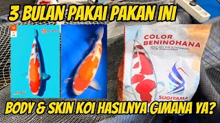 Review Pakan Koi Sugiyama Setelah Keeping 3 Bulan  Sugiyama Growth Color [upl. by Llertram]