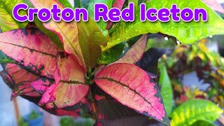 Iceton Red Leaf Croton Plant Care [upl. by Akitnahs]