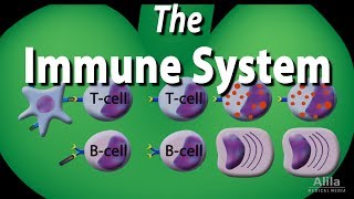 The Immune System Overview Animation [upl. by Brenner159]