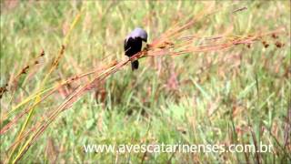 Caboclinhodebarrigapreta Sporophila melanogaster Blackbellied Seedeater MVI0617 [upl. by Sivle]