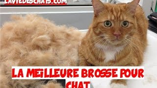 LA MEILLEURE BROSSE POUR CHAT 🐱 [upl. by Terriss]