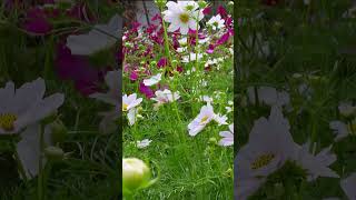 Watching the petals sway in the wind Colorful fields butterfly flowers 10 [upl. by Hild]