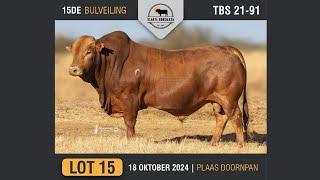 Lot 15  Vlakte Bonsmara Bulveiling  18 Okt 2024 [upl. by Daffodil]