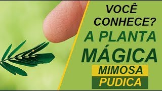 Você conhece A PLANTA MÁGICA Mimosa pudica  Dormideira  Não me toques [upl. by Ennoid340]