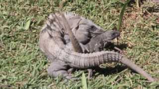 Black Iguanas Breeding Iguana Apareandose  Ctenosaura Similis [upl. by Oman]