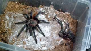 Tarantula Feeding 12 [upl. by Baptlsta]