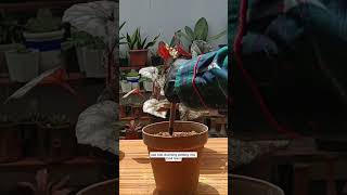 Begonia stem cutting propagationBeginner tips propagation houseplant [upl. by Cyb]