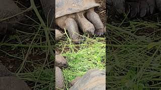 Giant tortoise enjoying a pile of moringa twigs [upl. by Napra856]