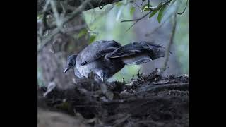 Lyrebird mimics other birds calls [upl. by Irroc]