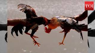 Rooster fight not illegal anymore Tiruvallur gets Hight Courts permission but with riders [upl. by Etteraj]