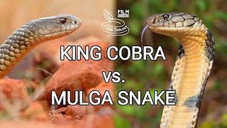 King cobra vs Mulga snake  Battle of the deadly snakes [upl. by Yruy]