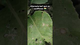 Alternaria leaf spot on cauliflower 🇮🇳 shorts [upl. by Ocsisnarf]