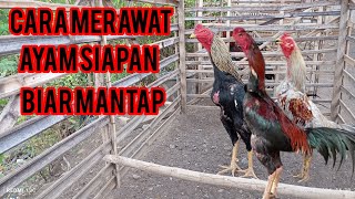 CARA MERAWATA AYAM SIAPAN BIAR MANTAP [upl. by Oalsecnew]