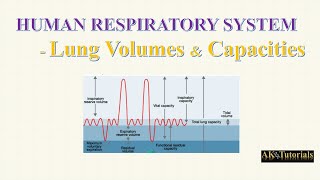 Lec 04 Pulmonary Volume amp Capacities  Human Respiratory System [upl. by Floss55]