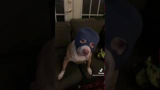 dog with a ski mask😂 [upl. by Marigold]