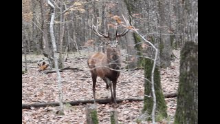 Chasse aux Gros Gibiers en Sologne [upl. by Arua392]