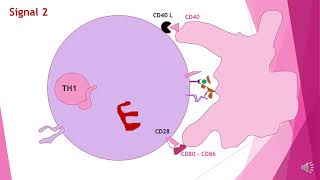 Immunité adaptative cellulaire [upl. by Toland]