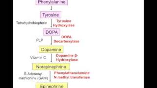 USMLE Catecholamine synth [upl. by Noteloc]