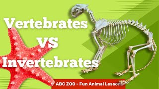 Classify Invertebrates and Vertebrates Fun Learning for Kids  ABC Zoo Fun Animal Lessons [upl. by Gent678]