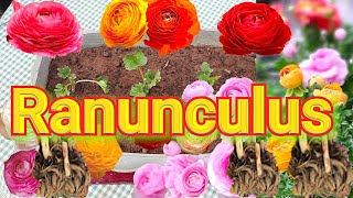 How to grow Ranunculus plants from roots  bulbs [upl. by Griffith693]