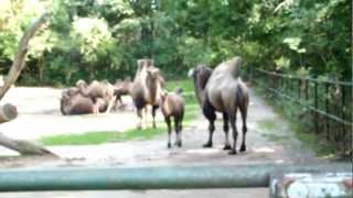 Kamel Kamele im Gehege Zoo Gefangenschaft quotKamel das Wüstenschiffquot [upl. by Yttak]