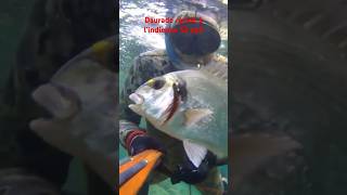 DAURADE ROYALE INDIENNE S2EP3 papicsm shortfishing spearfishing dorade [upl. by Airdni]