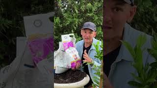 Tips for Planting Flowers in Containers 🪴🪻 Wyse Guide [upl. by Harts]