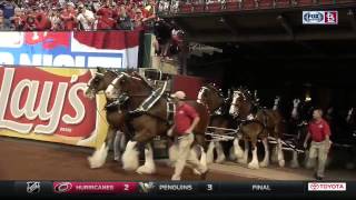 Budweiser Clydesdales carry on Cardinals tradition [upl. by Nosecyrb]