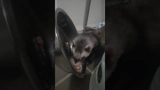 ferret quarantine enrichment [upl. by Ertsevlis487]