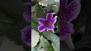 streptocarpus 💜 стрептокарпус houseplants [upl. by Addy]